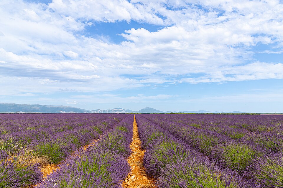 Lavender field at the foot of the Alps, Provence, France (51695209778) — Valensole, France