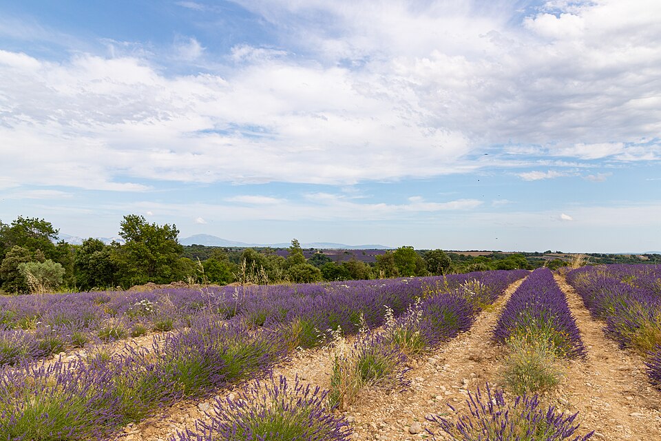 Lavender in Provence, France (51694933161) — Valensole, France