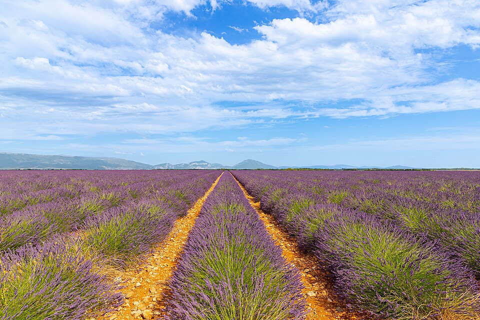 Lavender field in Provence, France (51695613559) — Valensole, France