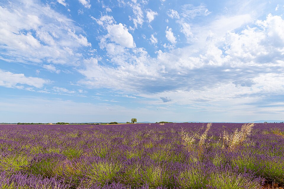 White clouds above lavender fields in Provence, France (51694145142) — Valensole, France
