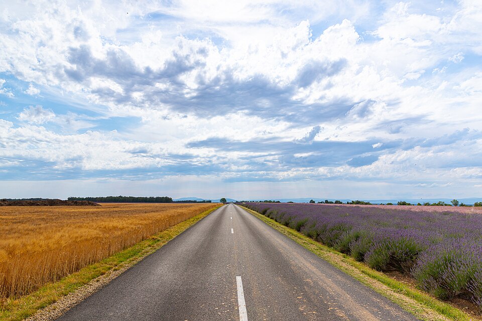 RD 8 road next to lavender fields in Provence, France (51695212283) — Valensole, France