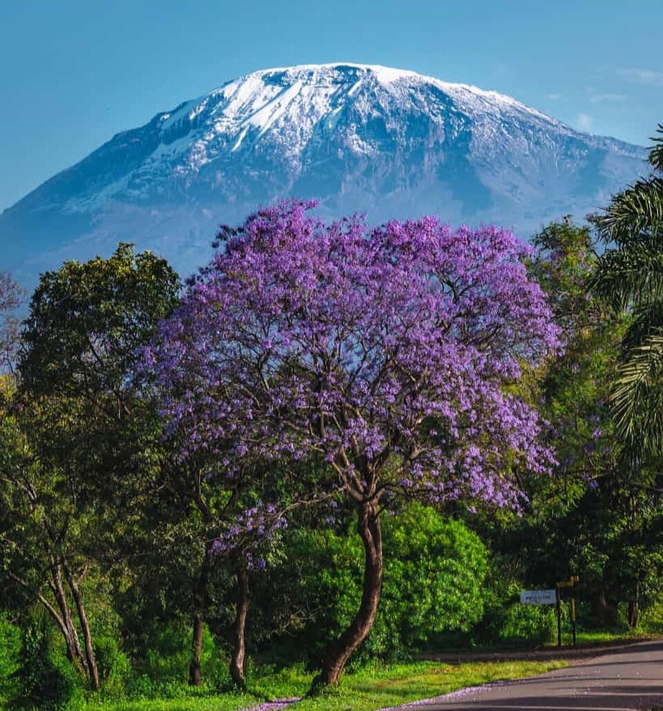 Mt Kilimanjaro view from Marangu — Mount Kilimanjaro, Tanzania