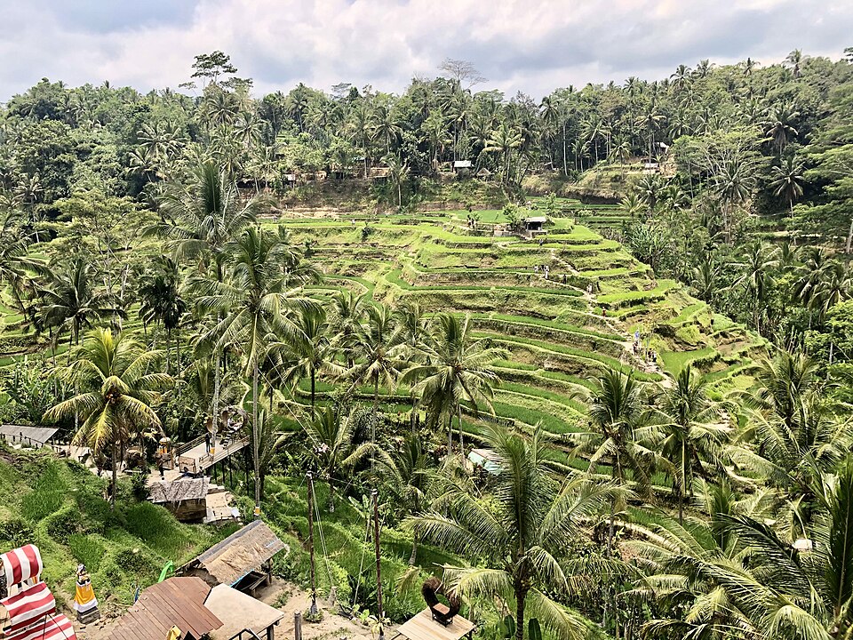Tegallalang Rice Terrace — Tegallalang, Indonesia