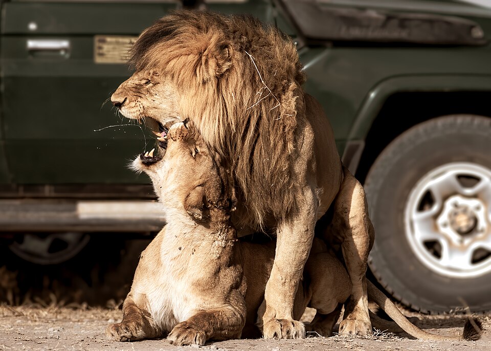 Mating Lions Serengeti NP, Tanzania (48773627916) — Serengeti, Tanzania