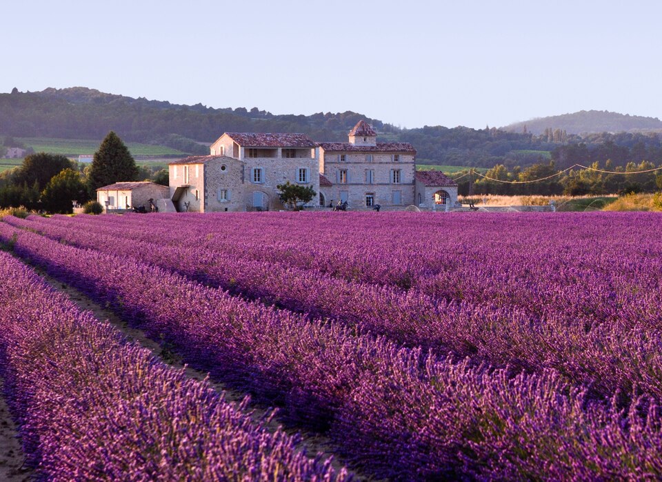 Lavender field — Valensole, France
