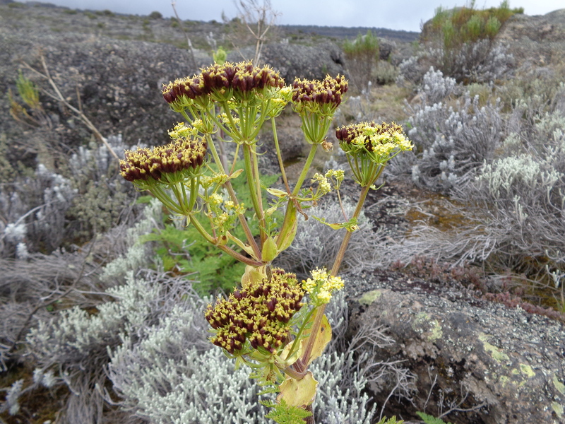 Afrosciadium kerstenii (53273) — Mount Kilimanjaro, Tanzania