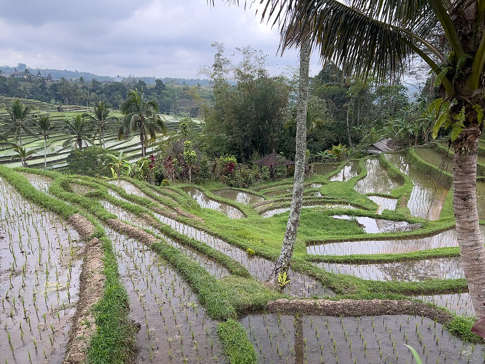 Jatiluwih rice terraces SF0002 — Tegallalang, Indonesia
