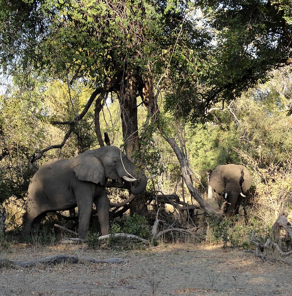 Mosi-oa-Tunya National Park, Zambia (48598654412) (cropped) — Victoria Falls, Zambia