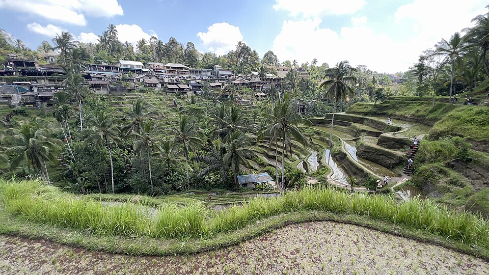Tegallalang rice terraces SF0001 — Tegallalang, Indonesia