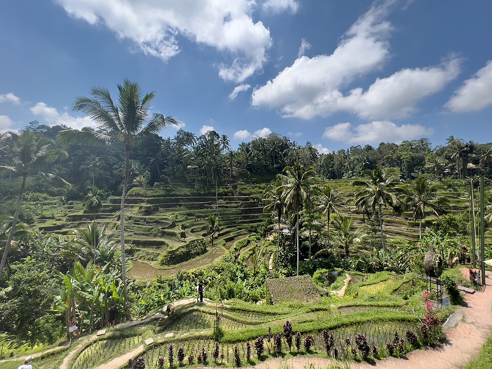 Tegallalang rice terraces SF0002 — Tegallalang, Indonesia