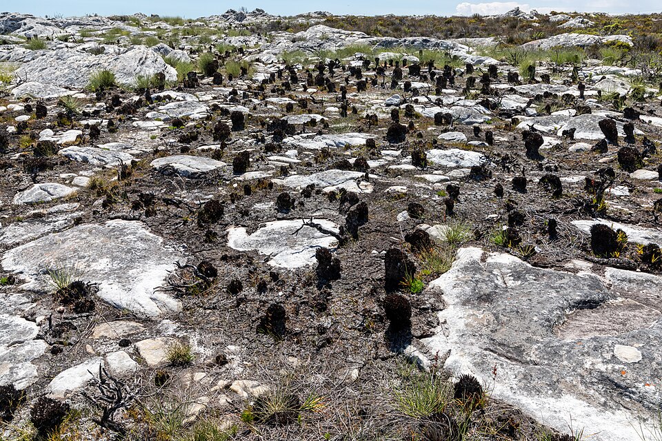 Cape Town (ZA), Table Mountain -- 2024 -- 2821 — Cape Town, South Africa