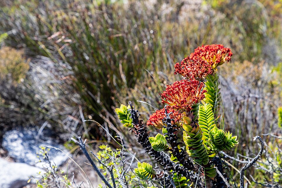 Cape Town (ZA), Table Mountain, Crassula coccinea -- 2024 -- 2838 — Cape Town, South Africa