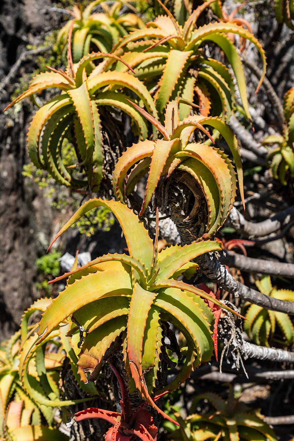 Cape Town (ZA), Table Mountain, Aloe vera -- 2024 -- 2869 — Cape Town, South Africa