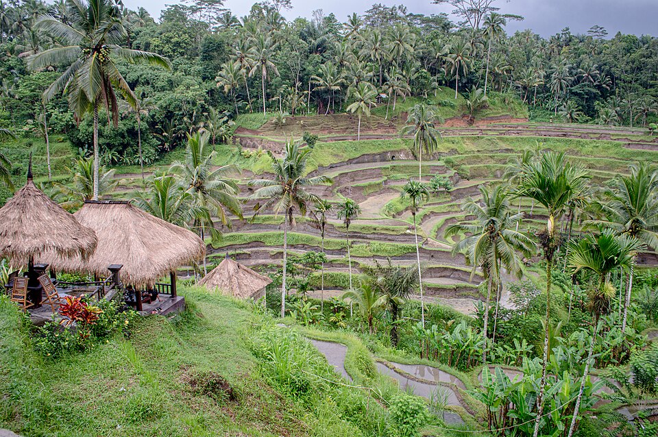 Tegallalang Rice Terraces Bali 1 — Tegallalang, Indonesia