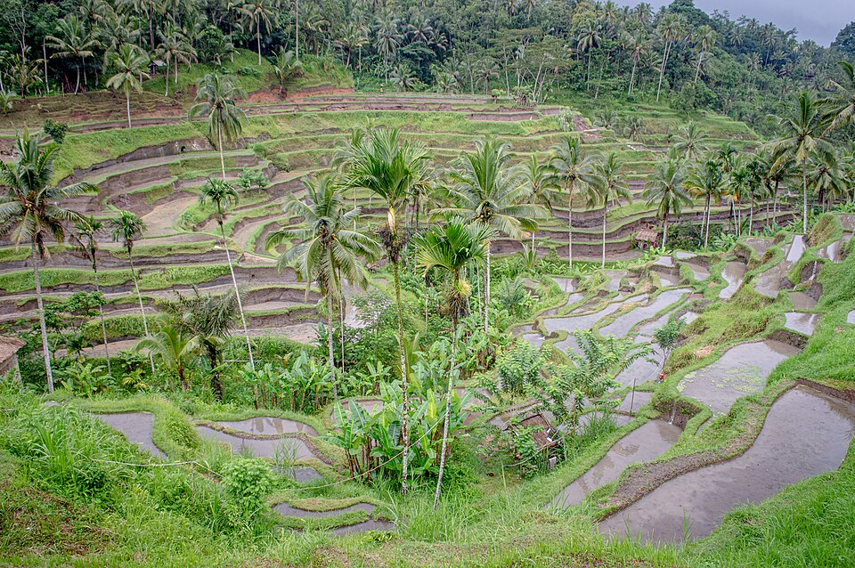 Tegallalang Rice Terraces Bali — Tegallalang, Indonesia