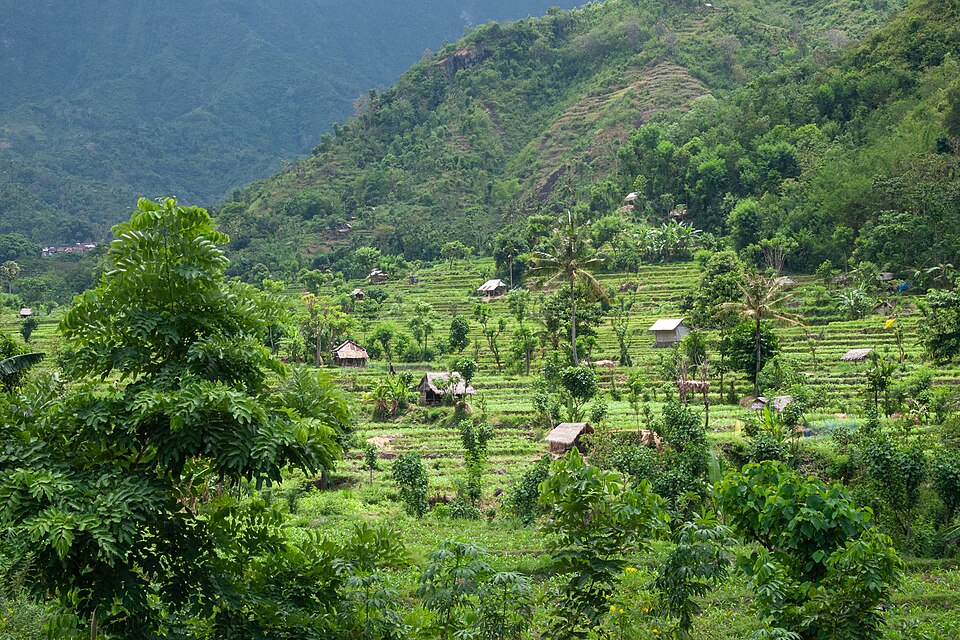 Bali, Rice fields and forest, East Bali, Indonesia — Tegallalang, Indonesia