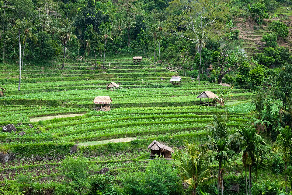 Bali, Rice fields in the forest, East Bali, Indonesia — Tegallalang, Indonesia