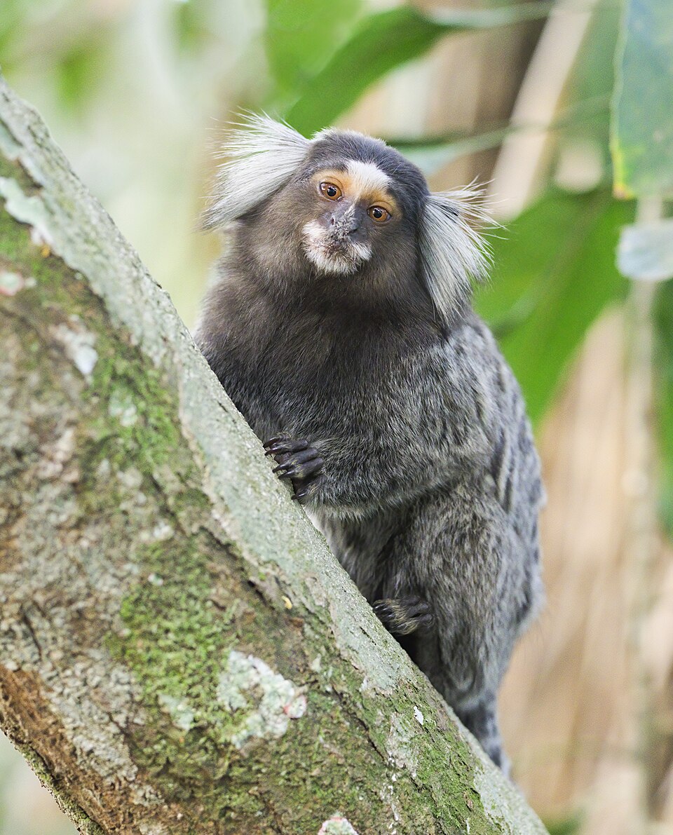 Callithrix jacchus in Parque Bondinho Pão de Açúcar, Rio de Janeiro — Rio de Janeiro, Brazil