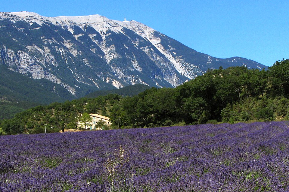 Lavender field and Mont Ventoux — Valensole, France