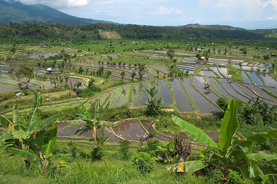 Rice terraces, Rice fields, Landscape, Tirta Gangga, Bali — Tegallalang, Indonesia