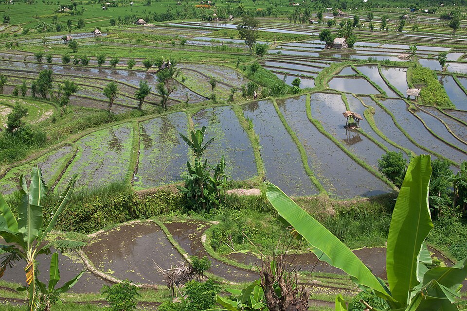 Rice terraces, Rice fields, Tirta Gangga, Bali — Tegallalang, Indonesia