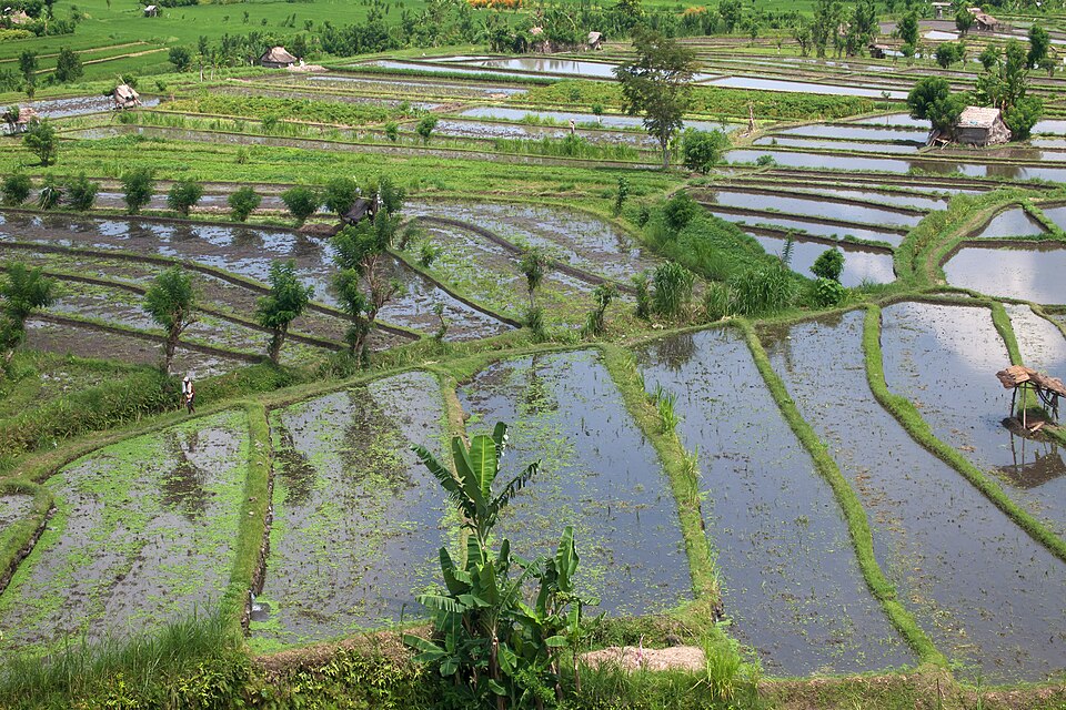 Rice fields, Rice terraces, Tirta Gangga, Bali, Indonesia — Tegallalang, Indonesia