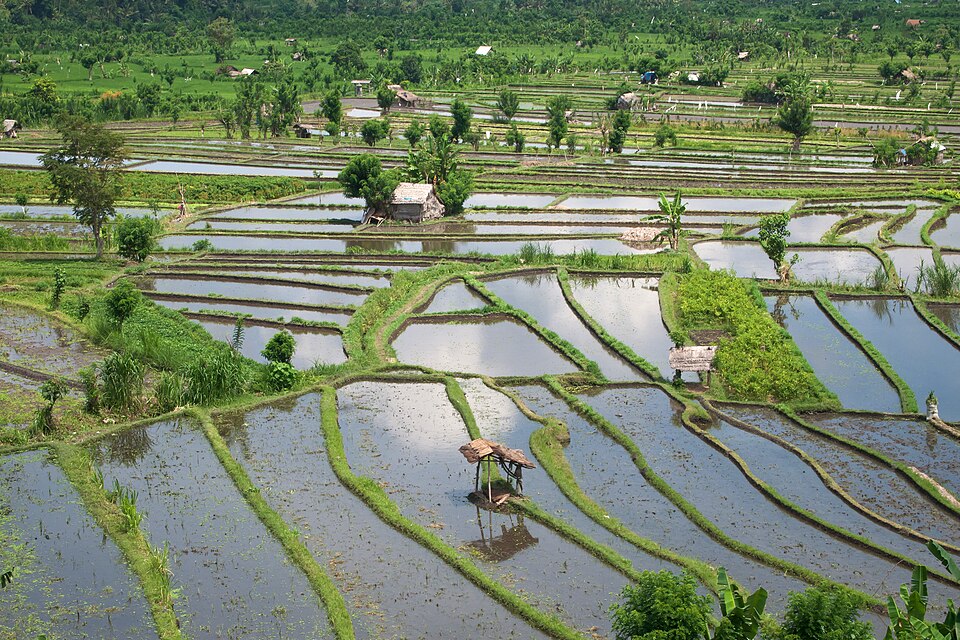 Rice fields, Rice terraces, Tirta Gangga, Bali — Tegallalang, Indonesia