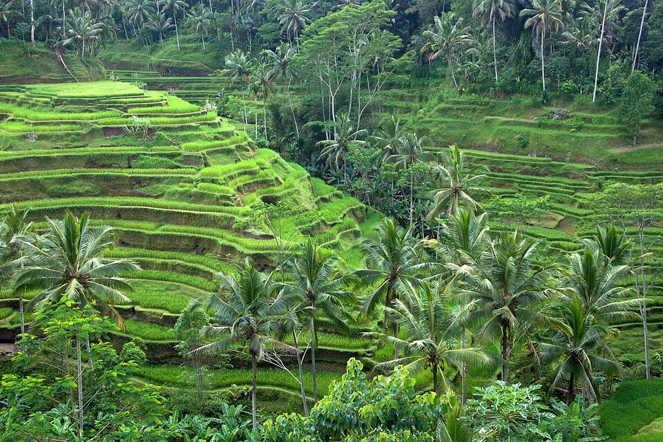 Rice terraces, Ubud, Bali — Tegallalang, Indonesia
