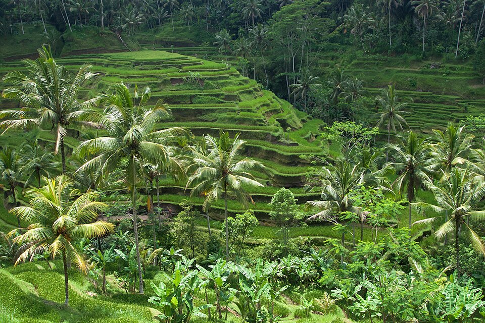 Rice terraces, Bali — Tegallalang, Indonesia