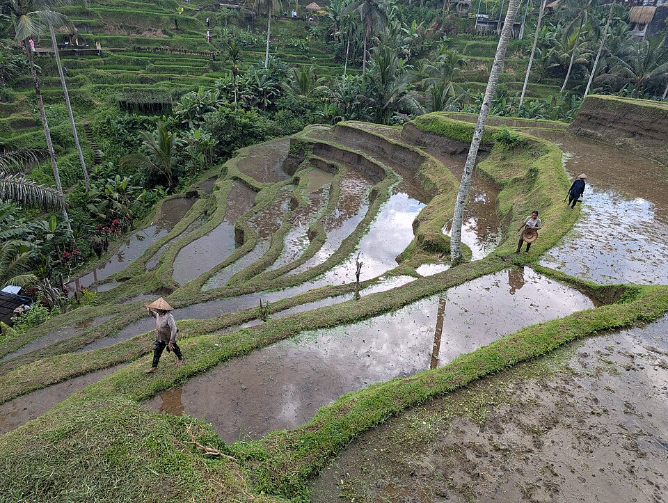 Tegalalang Rice Terraces — Tegallalang, Indonesia