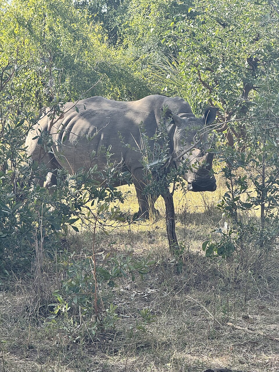 Mosi-oa-Tunya Rhino — Victoria Falls, Zambia