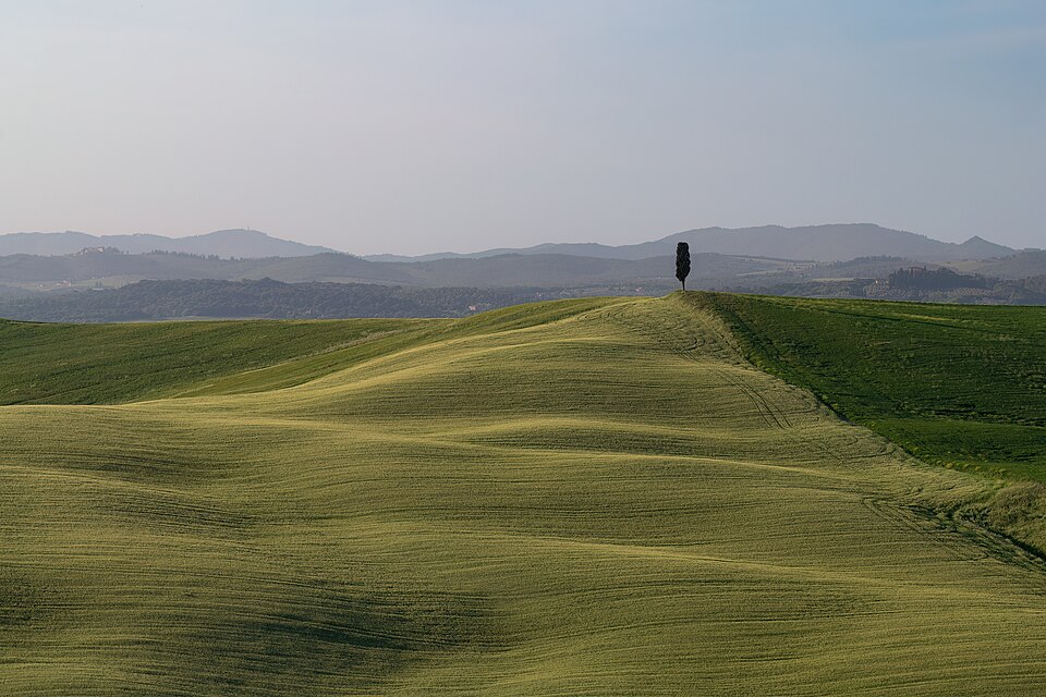 Tuscan landscape with lonely tree — Val d'Orcia, Italy