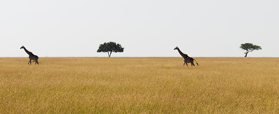 Giraffe March — Serengeti, Tanzania