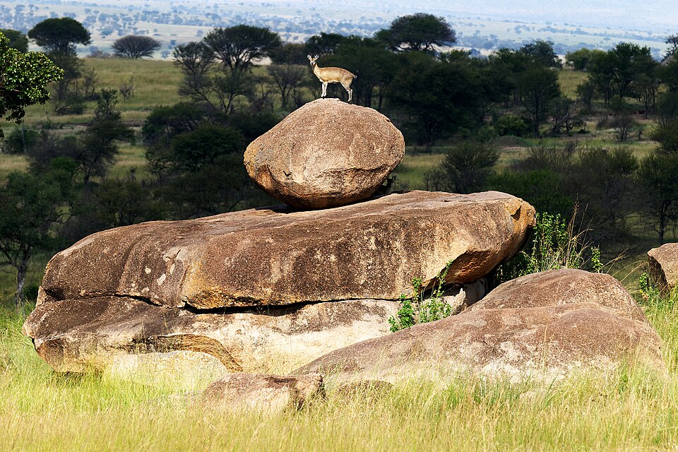 Klipspringer King of the Hill — Serengeti, Tanzania