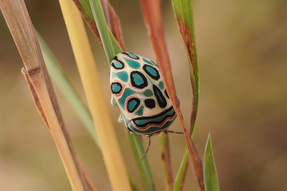 Patterns of the Plains — Serengeti, Tanzania