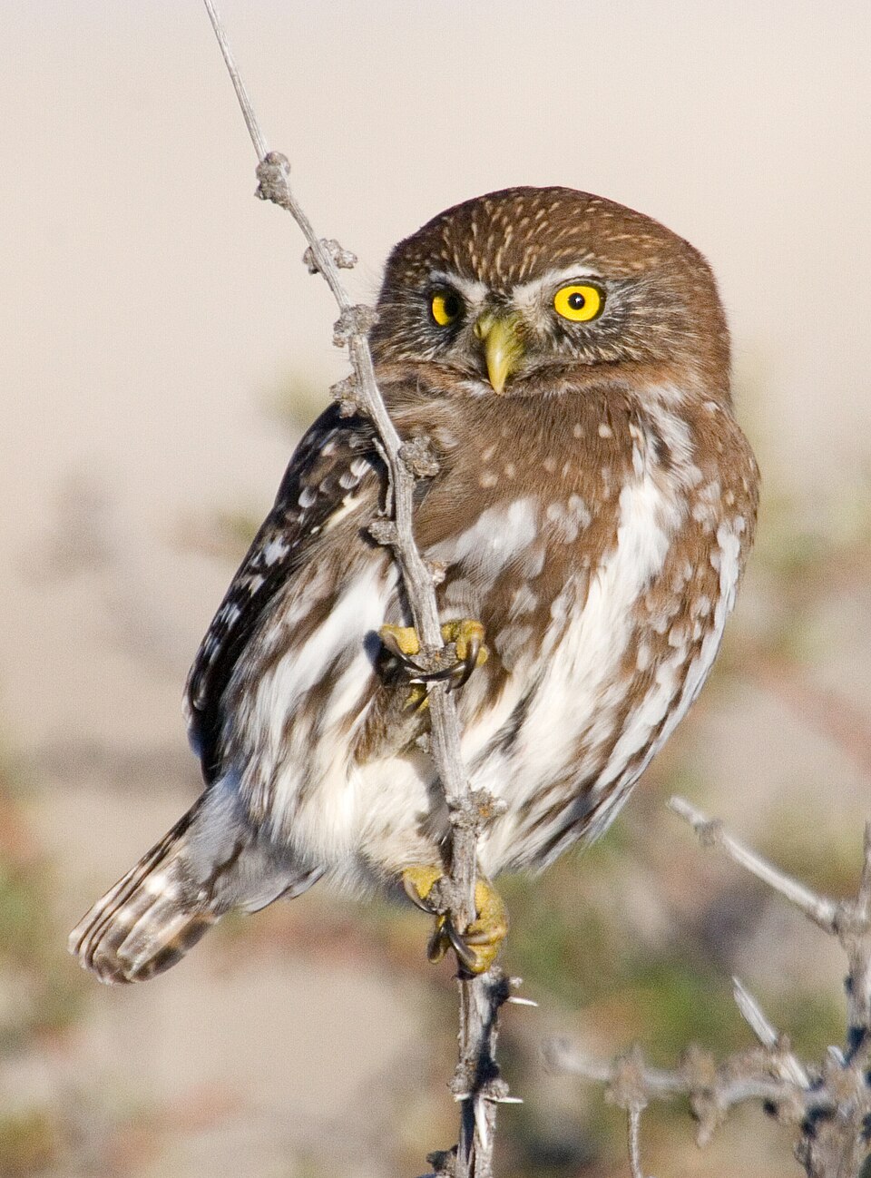 Glaucidium nana Torres del Paine 1 — Torres del Paine, Chile