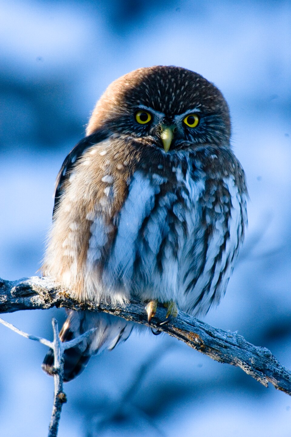 Glaucidium nana Torres del Paine 2 — Torres del Paine, Chile