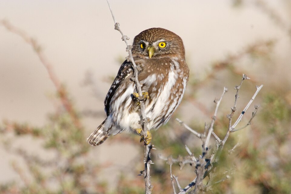 Glaucidium nana Torres del Paine 3 — Torres del Paine, Chile