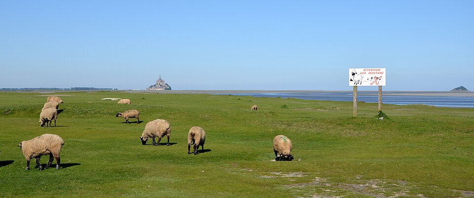 Mont St Michel Attention aux moutons DSC 0155 — Mont Saint-Michel, France
