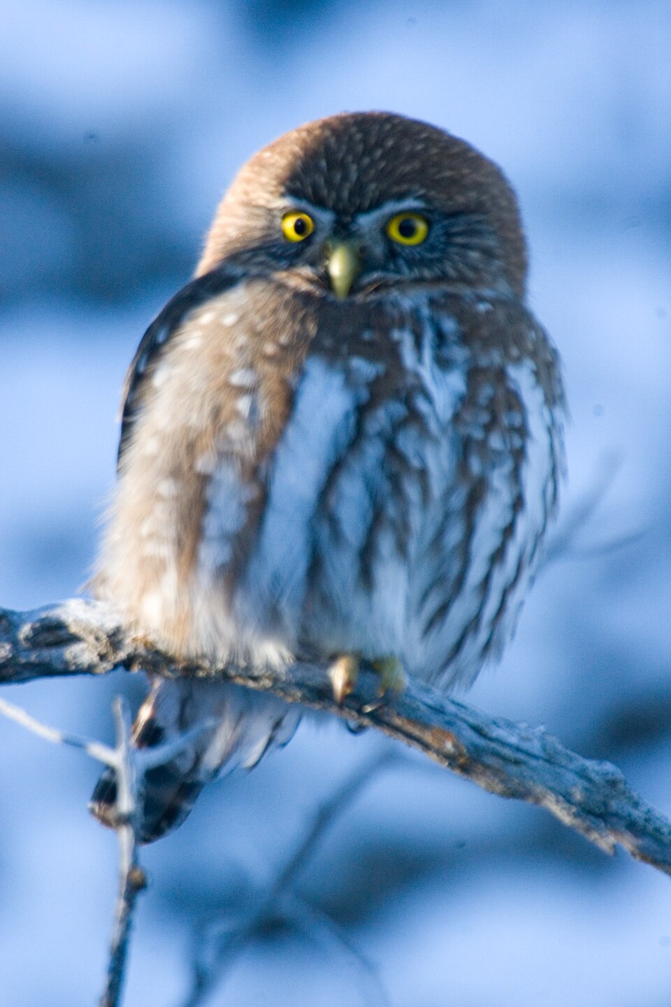 Glaucidium nana - Torres del Paine - 5 — Torres del Paine, Chile