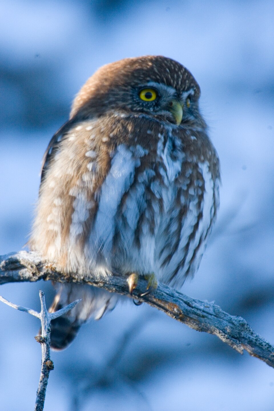 Glaucidium nana - Torres del Paine - 4 — Torres del Paine, Chile