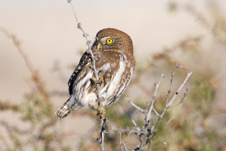Glaucidium nana - Torres del Paine - 6 — Torres del Paine, Chile