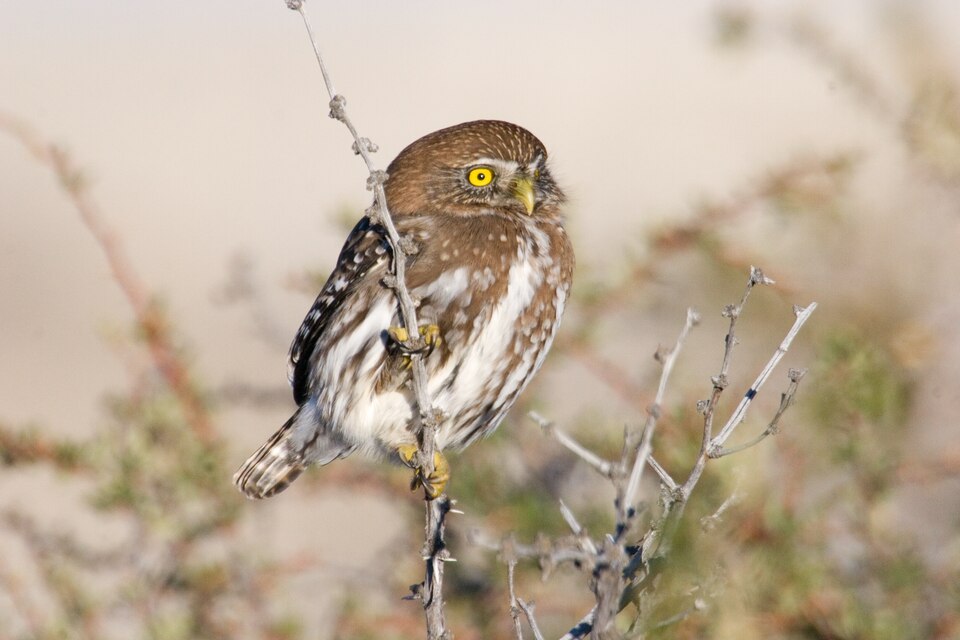 Glaucidium nana - Torres del Paine - 7 — Torres del Paine, Chile