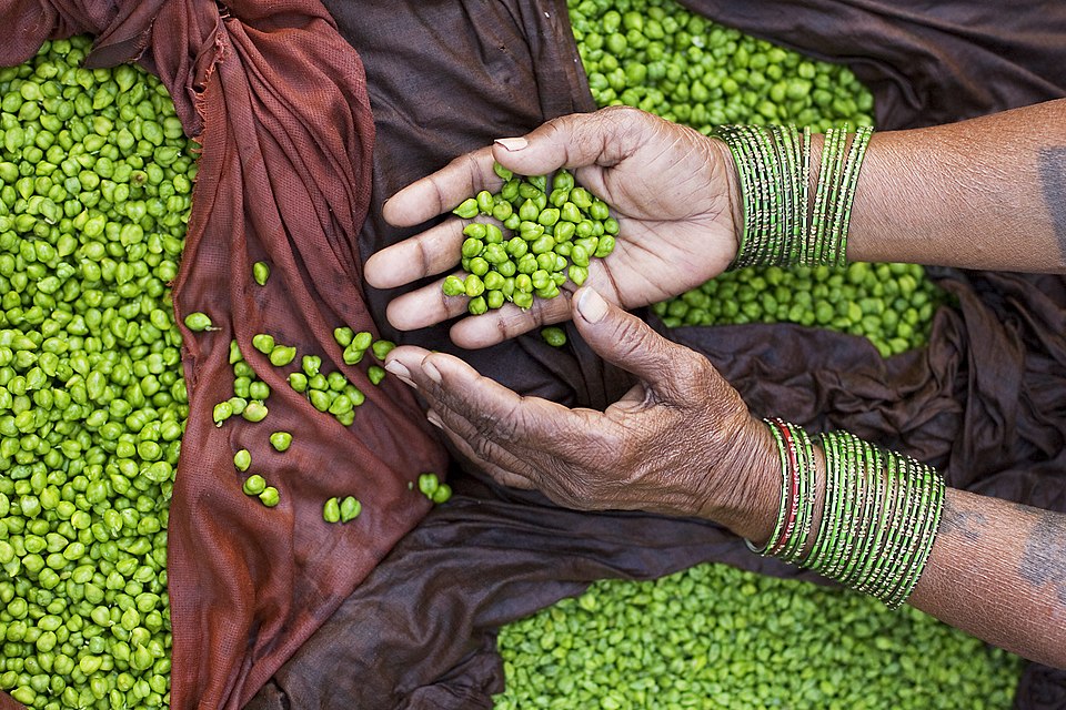 India - Varanasi green peas - 2714 — Varanasi, India