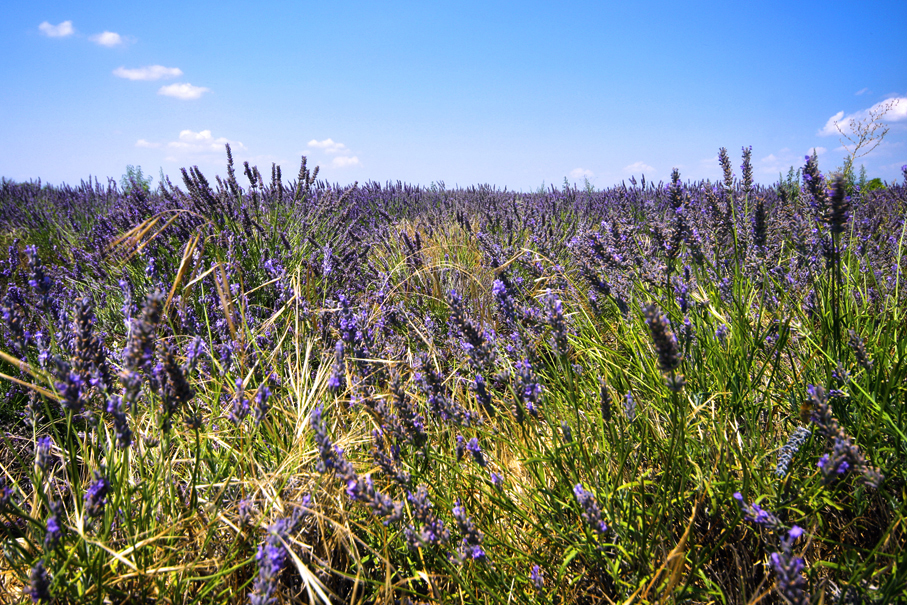 Lavender Field — Valensole, France