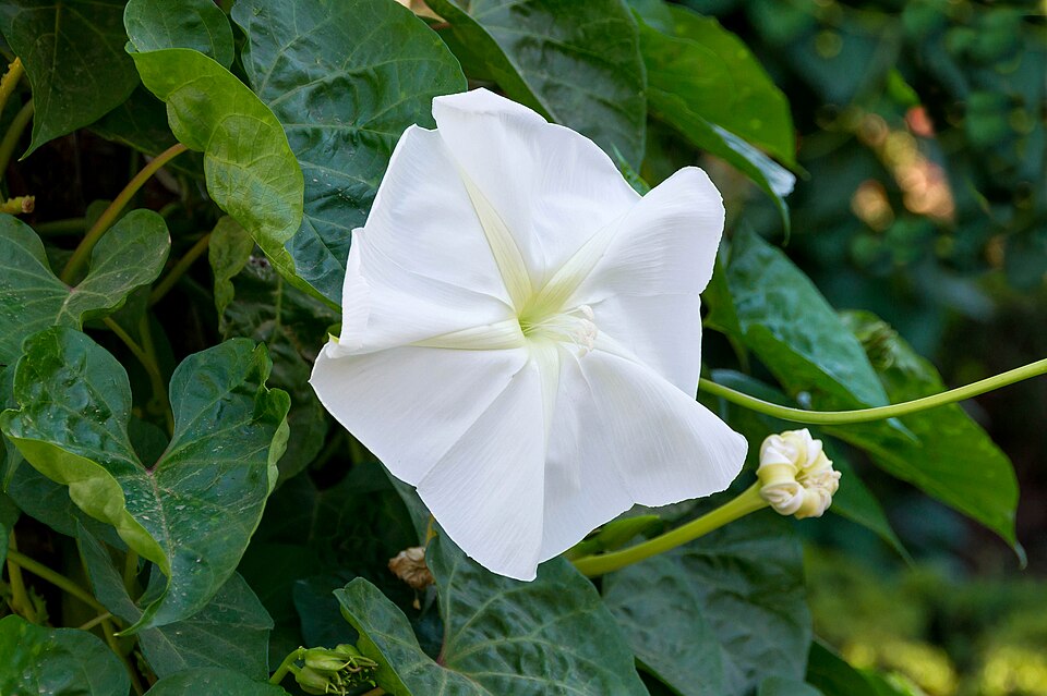 Ipomoea alba Alhambra Spain — Granada, Spain