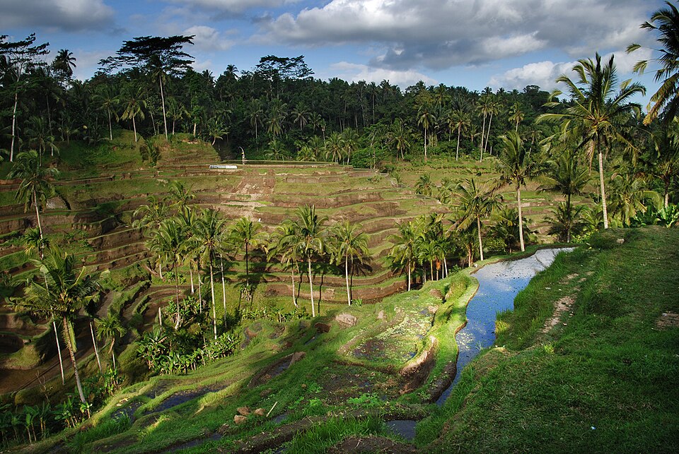 Bali – Rice terrace (2688149256) — Tegallalang, Indonesia