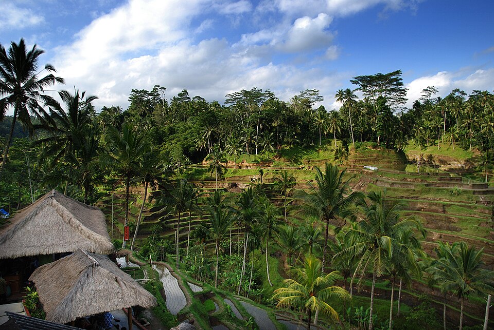 Bali – Rice terrace (2688147280) — Tegallalang, Indonesia