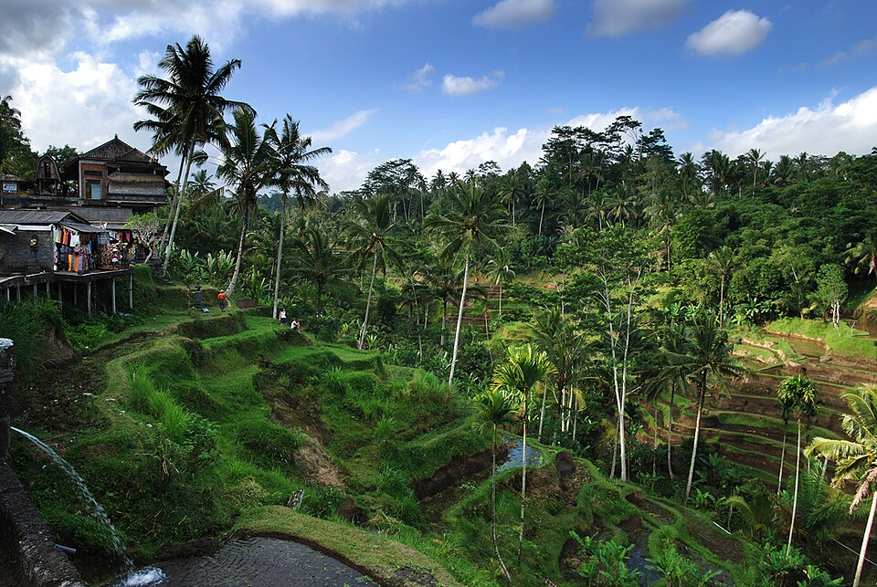 Bali – Rice terrace (2687339411) — Tegallalang, Indonesia