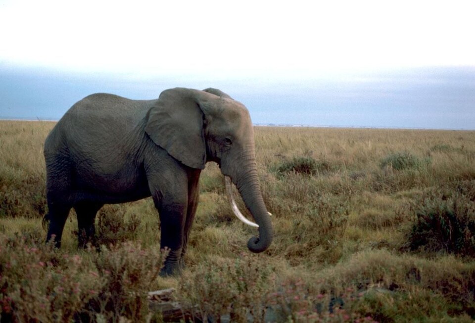 African elephant male — Serengeti, Tanzania